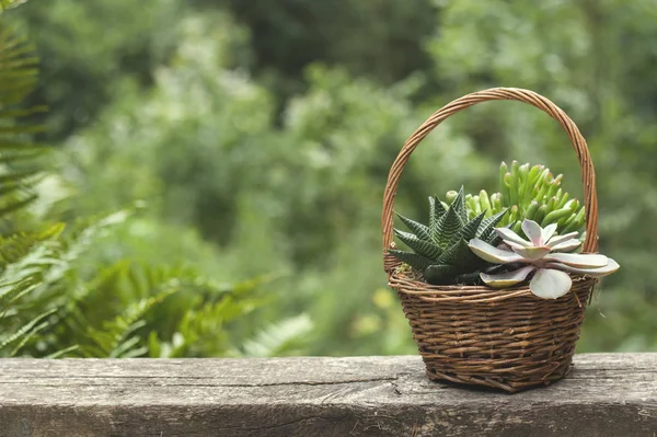Hasır Sepette Sulu Bitkiler — Stok fotoğraf