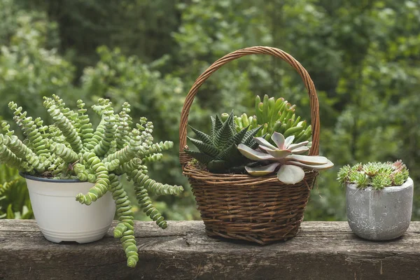 Plantas Suculentas Jardín — Foto de Stock