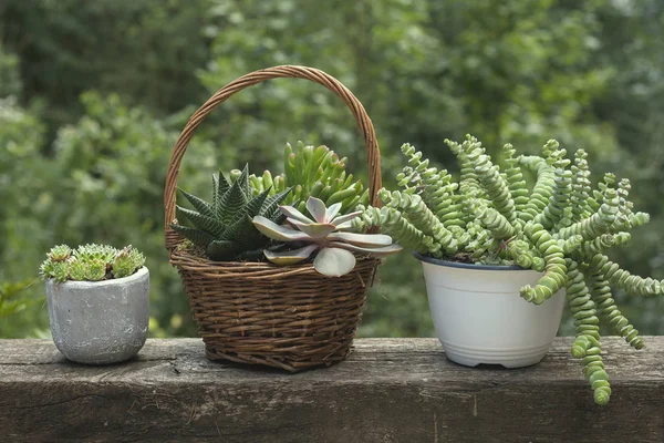 Plantas Suculentas Jardín — Foto de Stock