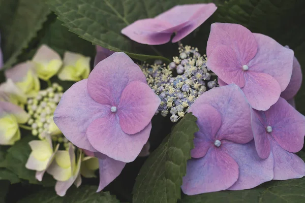 Фіолетові Квіти Гортензії Квітковий Фон — стокове фото