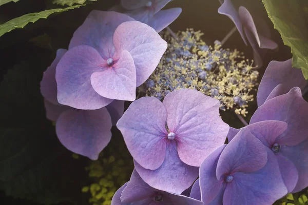 Фіолетові Квіти Гортензії Квітковий Фон — стокове фото