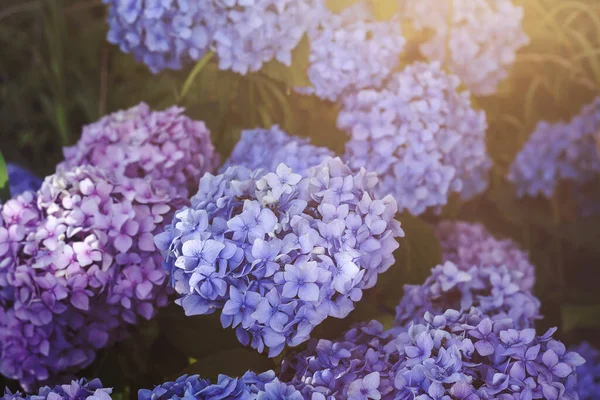 Hortensia Paarse Bloemen Bloeien Het Voorjaar — Stockfoto