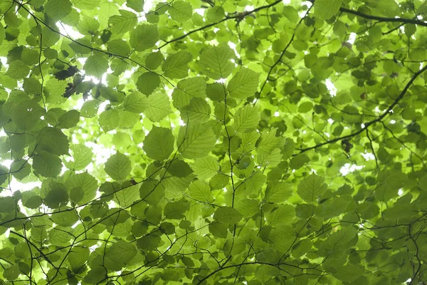 Fogliame Verde Nocciola Primavera — Foto Stock