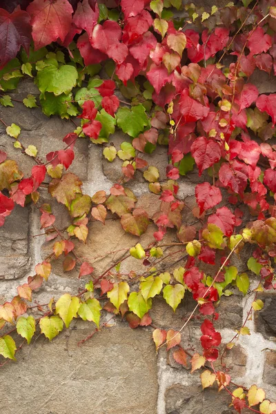 Grape Vine Liana Autumn — Stock Photo, Image