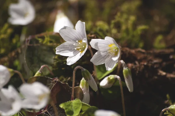 Wild Flowers Blooming Spring — Stock Photo, Image