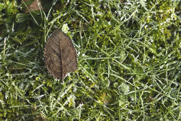 Bevroren Grassen Bladeren Van Dichtbij — Stockfoto