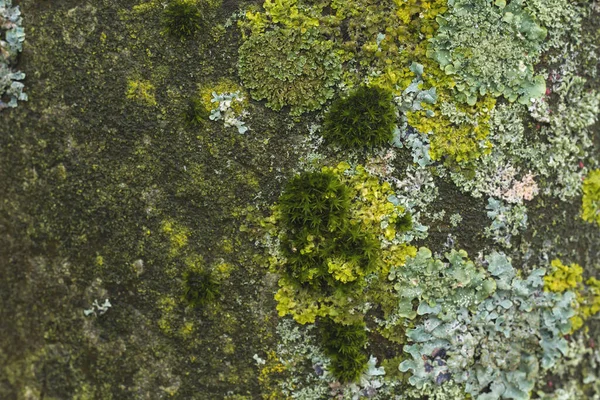 Träd Bark Med Gröna Lavar — Stockfoto