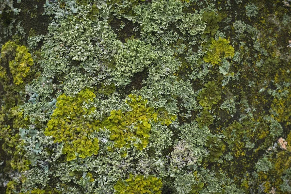 Lichen Kmeni Stromu — Stock fotografie