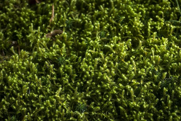 Groen Nat Mos Natuur Achtergrond — Stockfoto