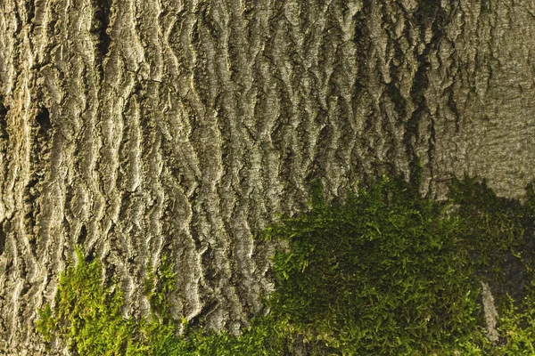 Corteccia Muschio Vicino — Foto Stock