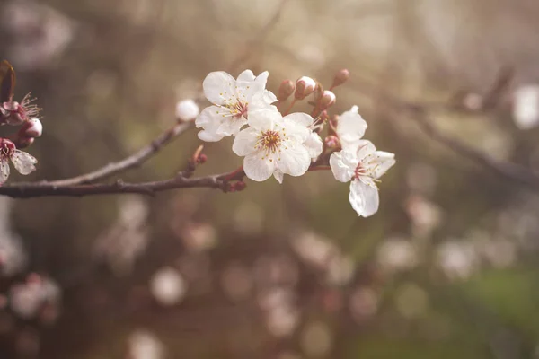 Cherry Tree Blossom Flowers Closeup View — Stock Photo, Image