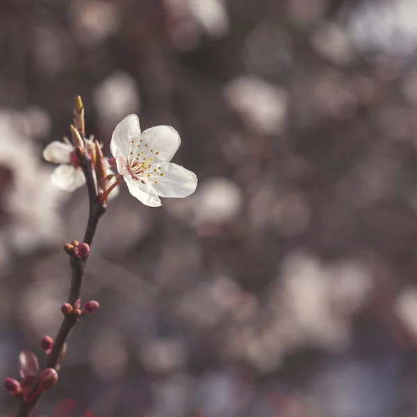 Cherry Tree Flowers Blooming Springtime — Stock Photo, Image