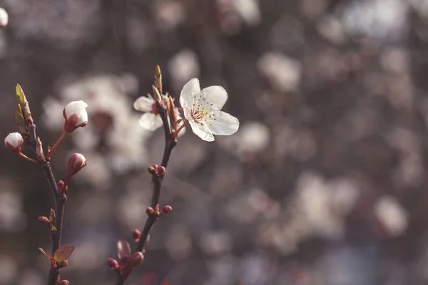 Cherry Tree Flowers Blooming Springtime — Stock Photo, Image