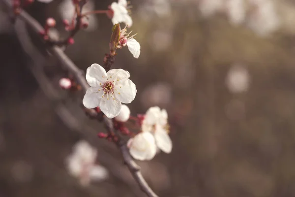 Cherry Tree Blooming Springtime — Stock Photo, Image