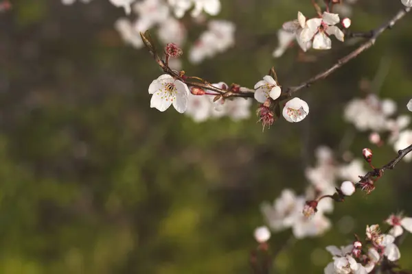 Cherry Tree Flowers Blooming Springtime Green Background — Stock Photo, Image