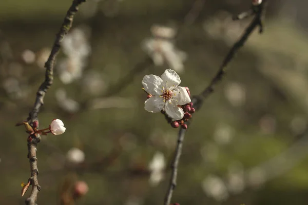 Almond Tree Flowers Blooming Spring — Stock Photo, Image