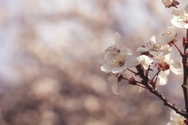 Cherry Tree Blossom Flowers Closeup View — Stock Photo, Image