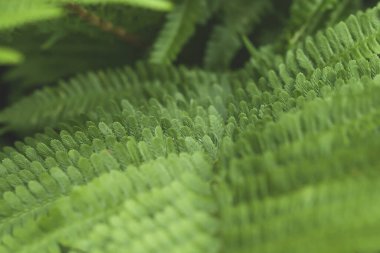 Yeşil eğreltiotu yakın çekim, soyut fotoğraf