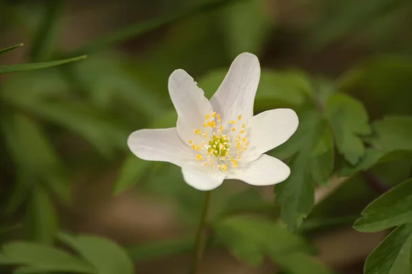White Anemone Flower Close — Stock Photo, Image