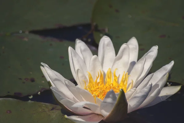 Квітка Водяної Лілії Цвітіння — стокове фото