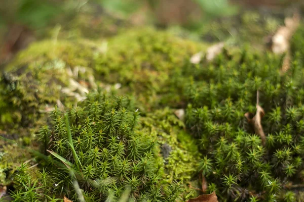 Mousse Dans Forêt — Photo