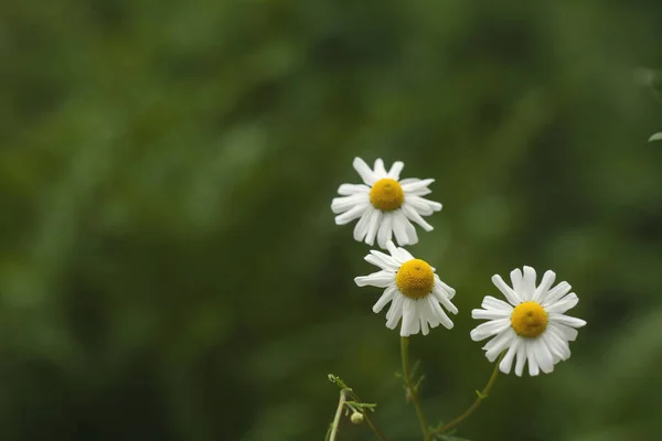 美丽的白色雏菊花 自然背景 — 图库照片