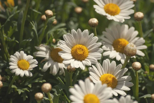 Beautiful White Daisies Flowers Nature Background — Stock Photo, Image
