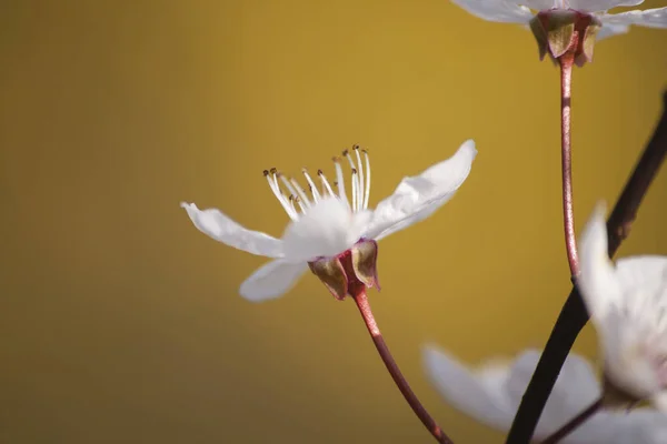 樱花开在黄色的背景上 — 图库照片