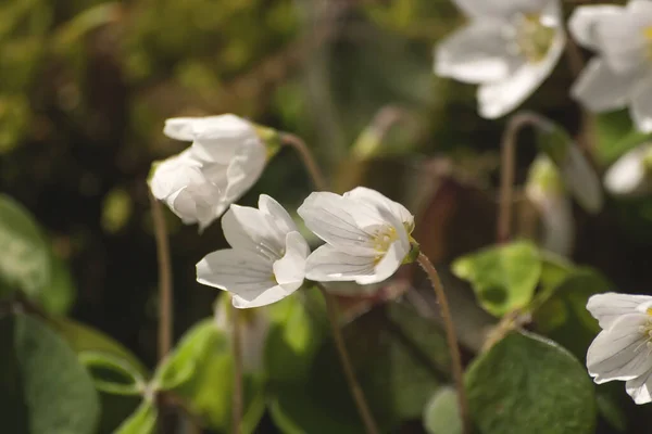 Wood Anemones White Wild Flowers — Stock Photo, Image