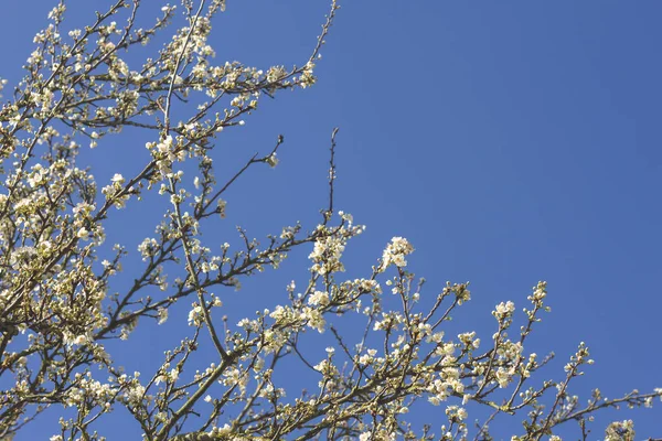 blooming cherry tree with flowers on sky background