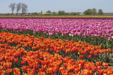 Yaz boyunca renkli lale tarlaları. doğa arkaplanı
