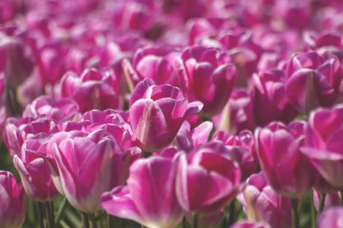 İlkbaharda açan pembe lale çiçekleri.