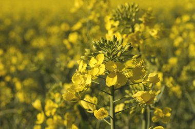 Tecavüze uğramış sarı çiçekler.