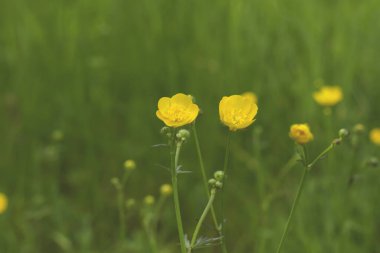Çiçekler sararmış.