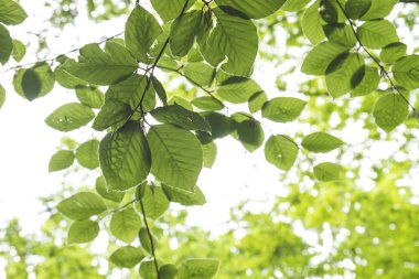 Yeşil kayın yaprakları yakın