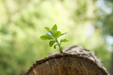 Bir odun parçasında yeni bir dal yetişiyor. 