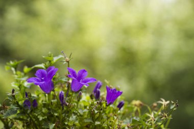 Campanula baharda çiçek açar. 