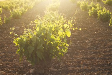 Gün batımında üzüm bağında 