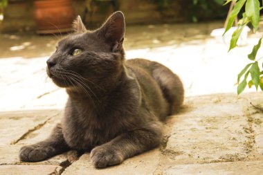 Gri kedi bir şey izliyor 