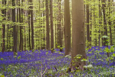 İlkbahar mavi ormanda 