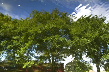 su üzerinde yansıyan ağaçlar 