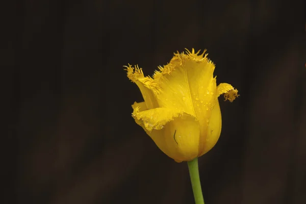 Κίτρινη Τουλίπα Κοντά — Φωτογραφία Αρχείου