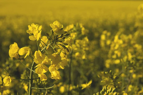 Våldtagna Gula Blommor Närbild — Stockfoto