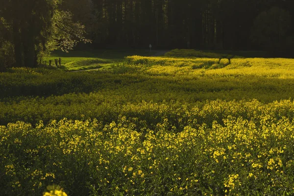 Primavera Campagna — Foto Stock