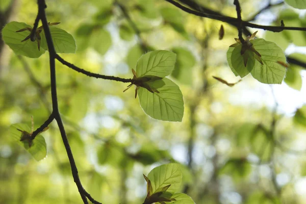 Foglie Faggio Verde Vicino — Foto Stock