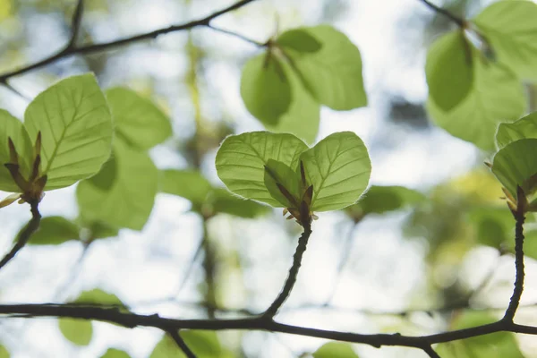 Folhas Faia Verde Fechar — Fotografia de Stock