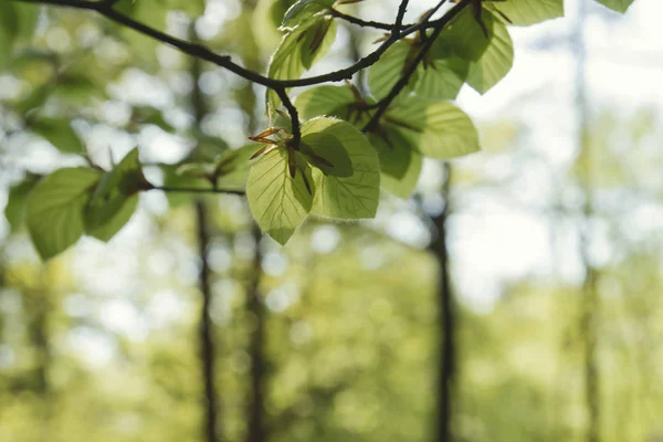 Folhas Faia Primavera — Fotografia de Stock