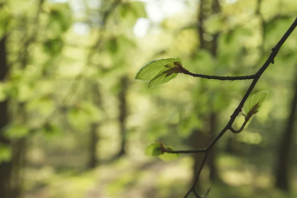 Verde Fresco Novas Folhas Faia Uma Floresta — Fotografia de Stock