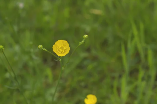 Piccolo Fiore Giallo Vicino — Foto Stock