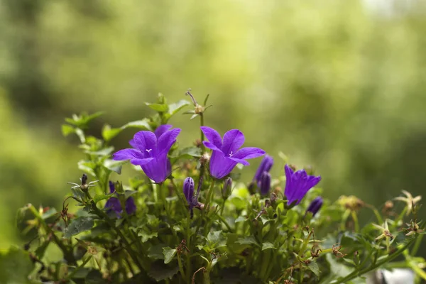 Campanula Ανθίζει Την Άνοιξη — Φωτογραφία Αρχείου